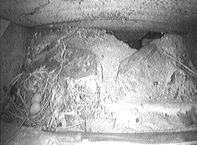 Swifts nest - Two eggs laid 23rd May 2010 - Nest in wall of wildlife artist's studio